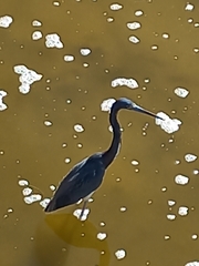 Egretta tricolor