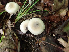 Hygrophorus occidentalis