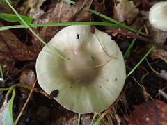 Hygrophorus occidentalis