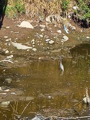 Egretta tricolor