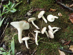 Hygrophorus occidentalis