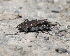 Cicindela duodecimguttata