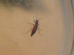 Malachius coccineus