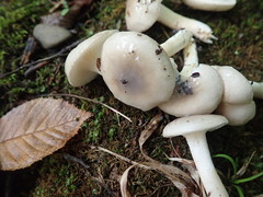 Hygrophorus occidentalis
