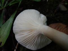 Hygrophorus occidentalis