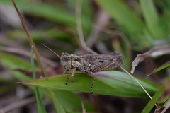 Baeacris