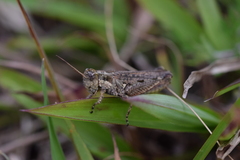 Baeacris