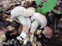 Hypomyces melanocarpus