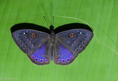 Eurybia molochina