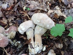 Hypomyces melanocarpus