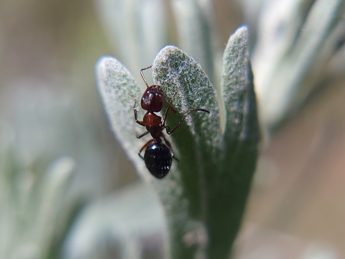 Hyatt's Carpenter Ant photo 2