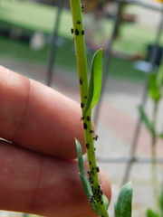 Uroleucon sonchi