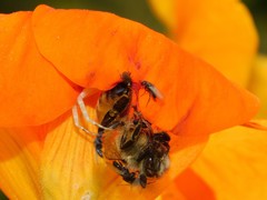 Thomisus citrinellus