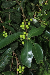Daphnopsis caracasana