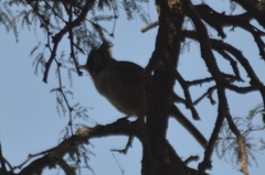 Pseudoseisura lophotes