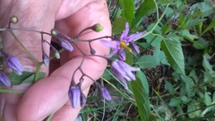 Solanum dulcamara