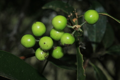 Daphnopsis caracasana