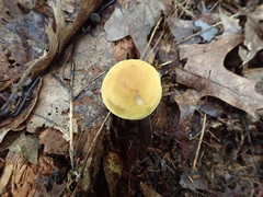 Leccinum luteum