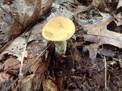 Leccinum luteum