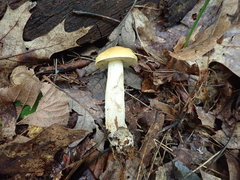 Leccinum luteum