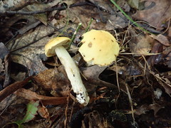 Leccinum luteum