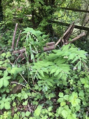 Polygonatum × hybridum
