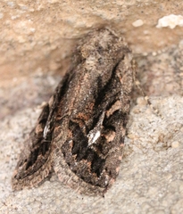 Ulolonche orbiculata