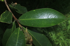 Daphnopsis caracasana