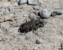 Cicindela duodecimguttata