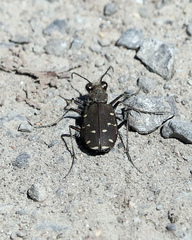 Cicindela duodecimguttata