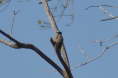 Melanerpes cactorum