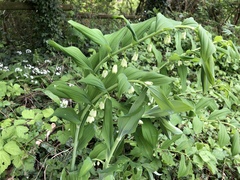 Polygonatum × hybridum