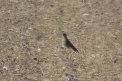 Daptrius chimango