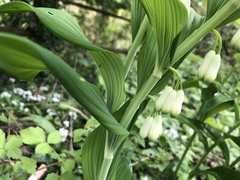 Polygonatum × hybridum