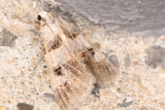 Drasteria ingeniculata