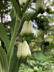 Polygonatum × hybridum