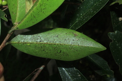 Daphnopsis caracasana