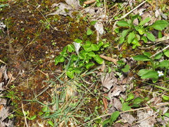 Parnassia asarifolia
