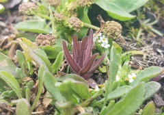 Castilleja victoriae