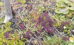 Castilleja victoriae