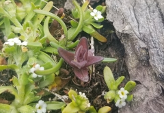Castilleja victoriae