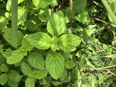 Coleus monostachyus