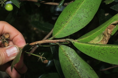 Daphnopsis caracasana