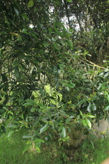 Daphnopsis caracasana