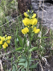 Thermopsis divaricarpa
