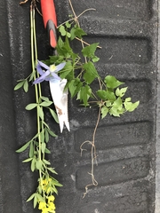 Thermopsis divaricarpa
