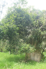 Daphnopsis caracasana