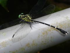 Leptogomphus sauteri