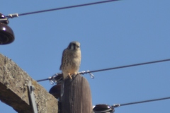 Falco sparverius