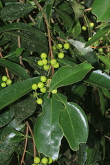Daphnopsis caracasana